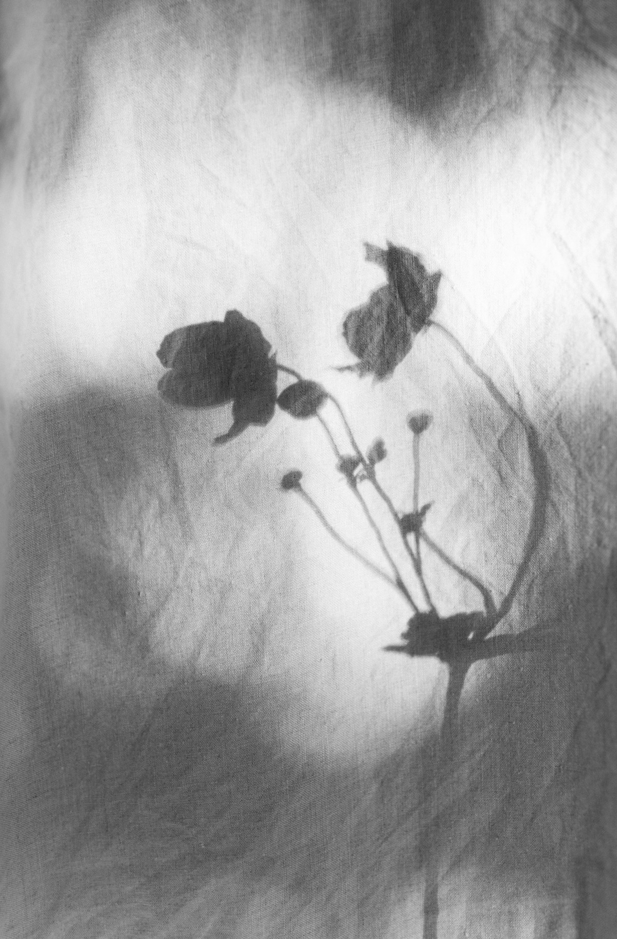 Delicate botanical shadows on a textured wall