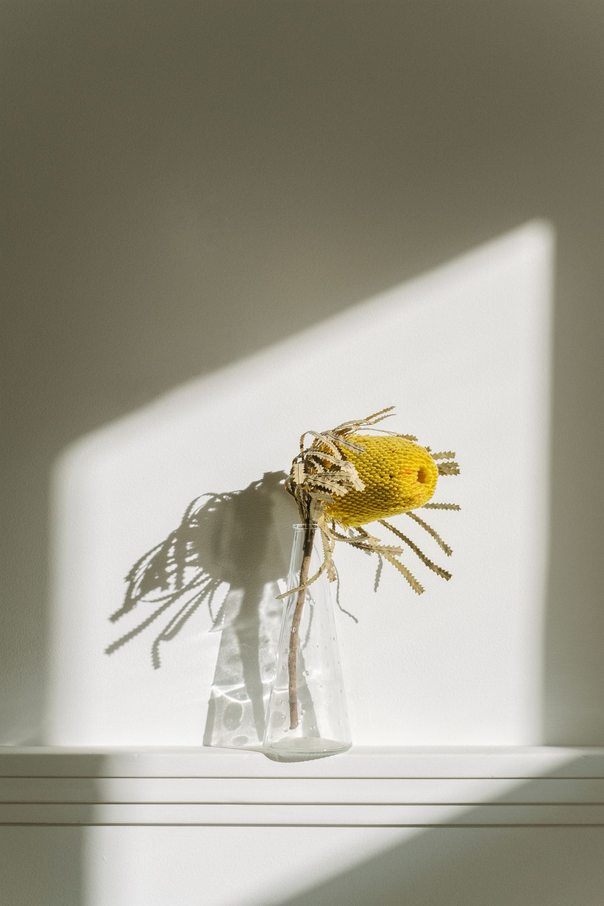 An editorial study of a stem, glass and natural light