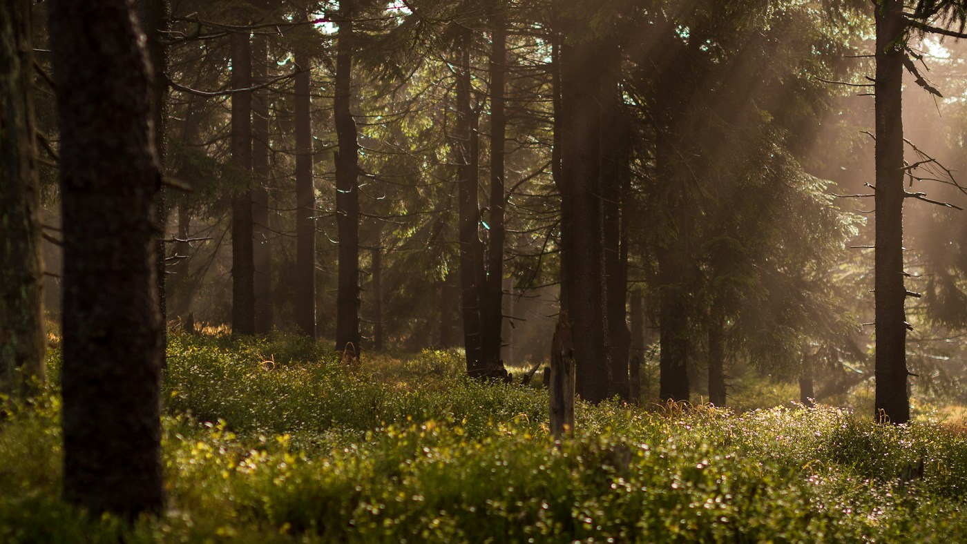 Light finding its way between trees in a quiet forest